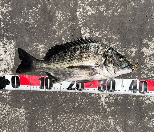 チヌの釣果