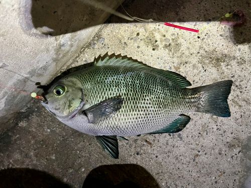 メジナの釣果