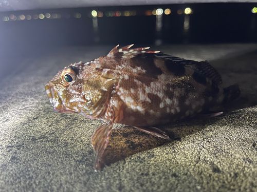 カサゴの釣果