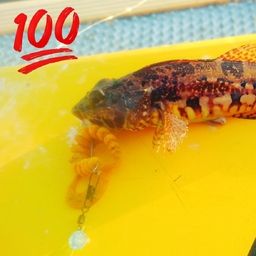 アサヒアナハゼ