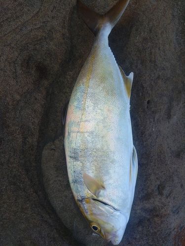 ネリゴの釣果