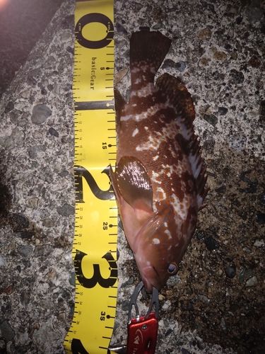 魚津補助港