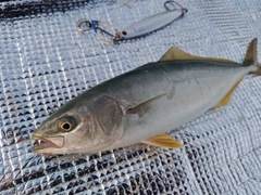 フクラギの釣果