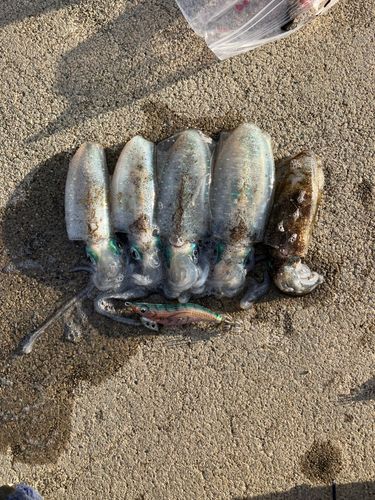 アオリイカの釣果
