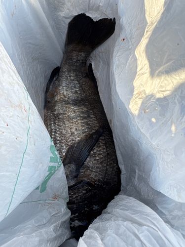 チヌの釣果