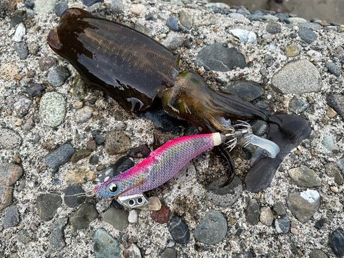 アオリイカの釣果