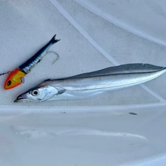 タチウオの釣果