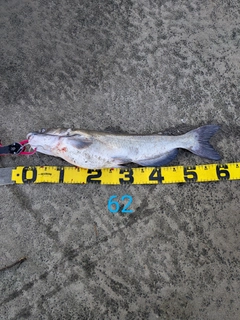 アメリカナマズの釣果