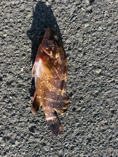 キジハタの釣果
