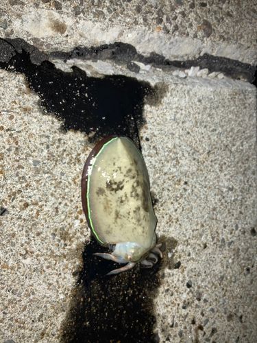 コウイカの釣果