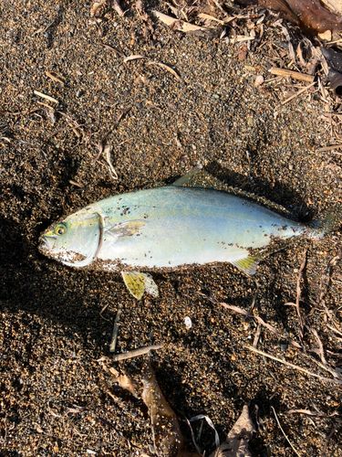 フクラギの釣果