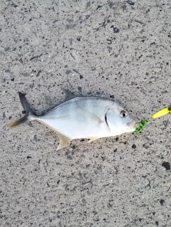 メッキの釣果