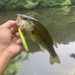 ブラックバス