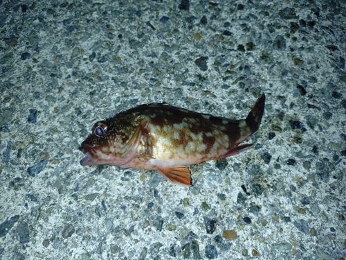 ガシラの釣果
