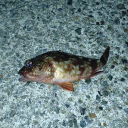 ガシラ