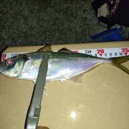 アジ