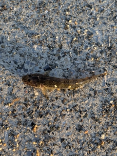 ハゼの釣果