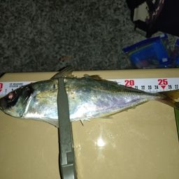 アジ