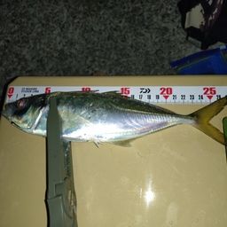 アジ