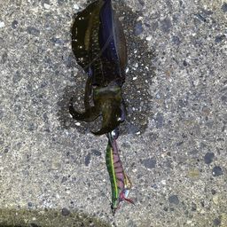 アオリイカ