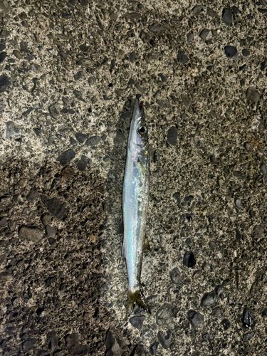 カマスの釣果