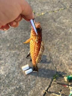 オオモンハタの釣果