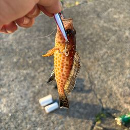 オオモンハタ