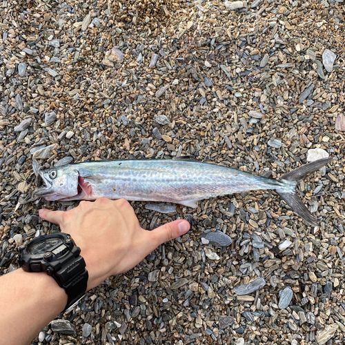 サゴシの釣果
