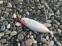 シオの釣果