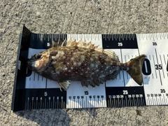 アイゴの釣果