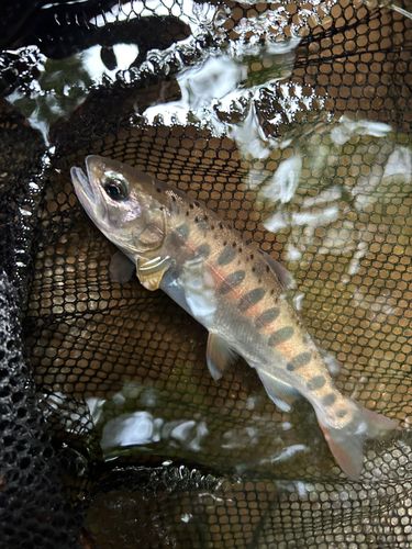 ヤマメの釣果