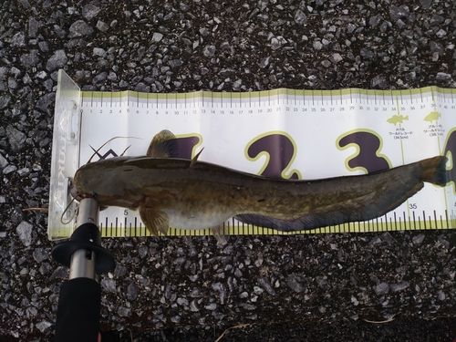 ナマズの釣果