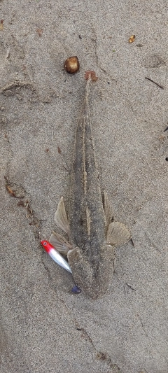 マゴチの釣果