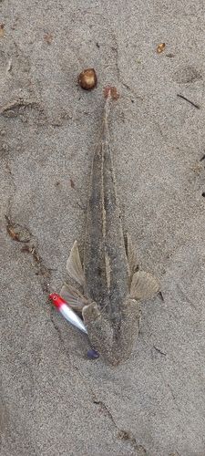 マゴチの釣果