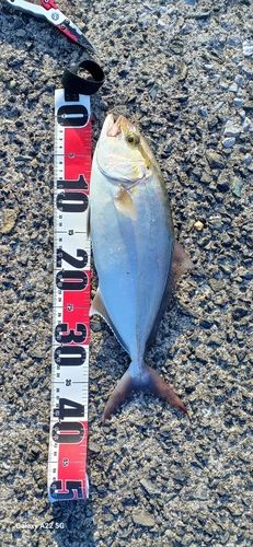 ネリゴの釣果