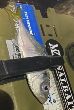 マアジの釣果