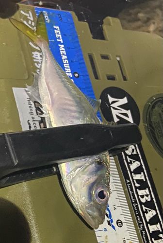 マアジの釣果