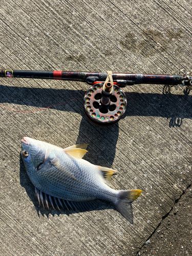 キビレの釣果