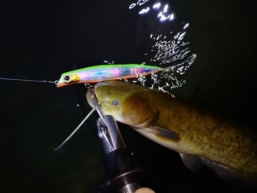 ナマズの釣果
