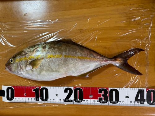 ネリゴの釣果