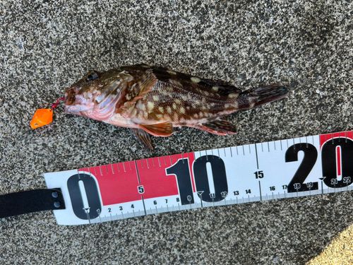 カサゴの釣果