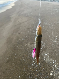 アカカマスの釣果
