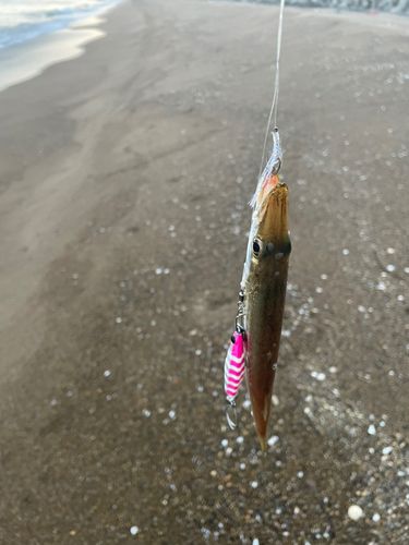 アカカマスの釣果