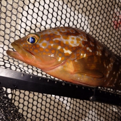 キジハタの釣果