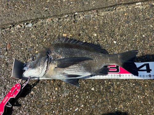 チヌの釣果