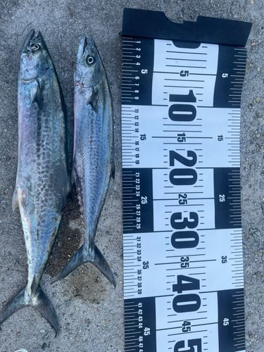 サゴシの釣果