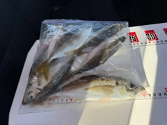 マアジの釣果