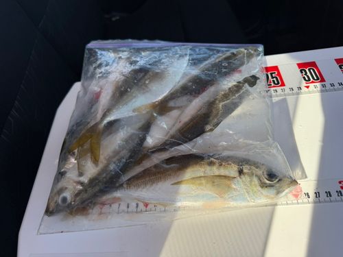 マアジの釣果