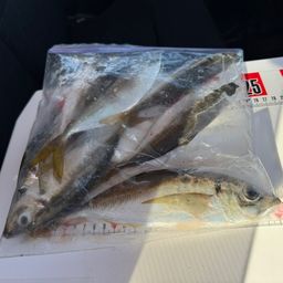 マアジ