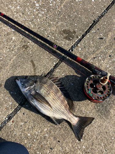 クロダイの釣果